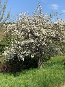 Apfelbaum Daniela Weh Gesundheitsberatung