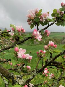 Apfelblüte im Remstal - Daniela Weh Gesundheitsberatung