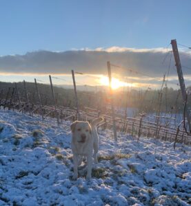 Captain, Labrador Rüde - Daniela Weh Gesundheitsberatung